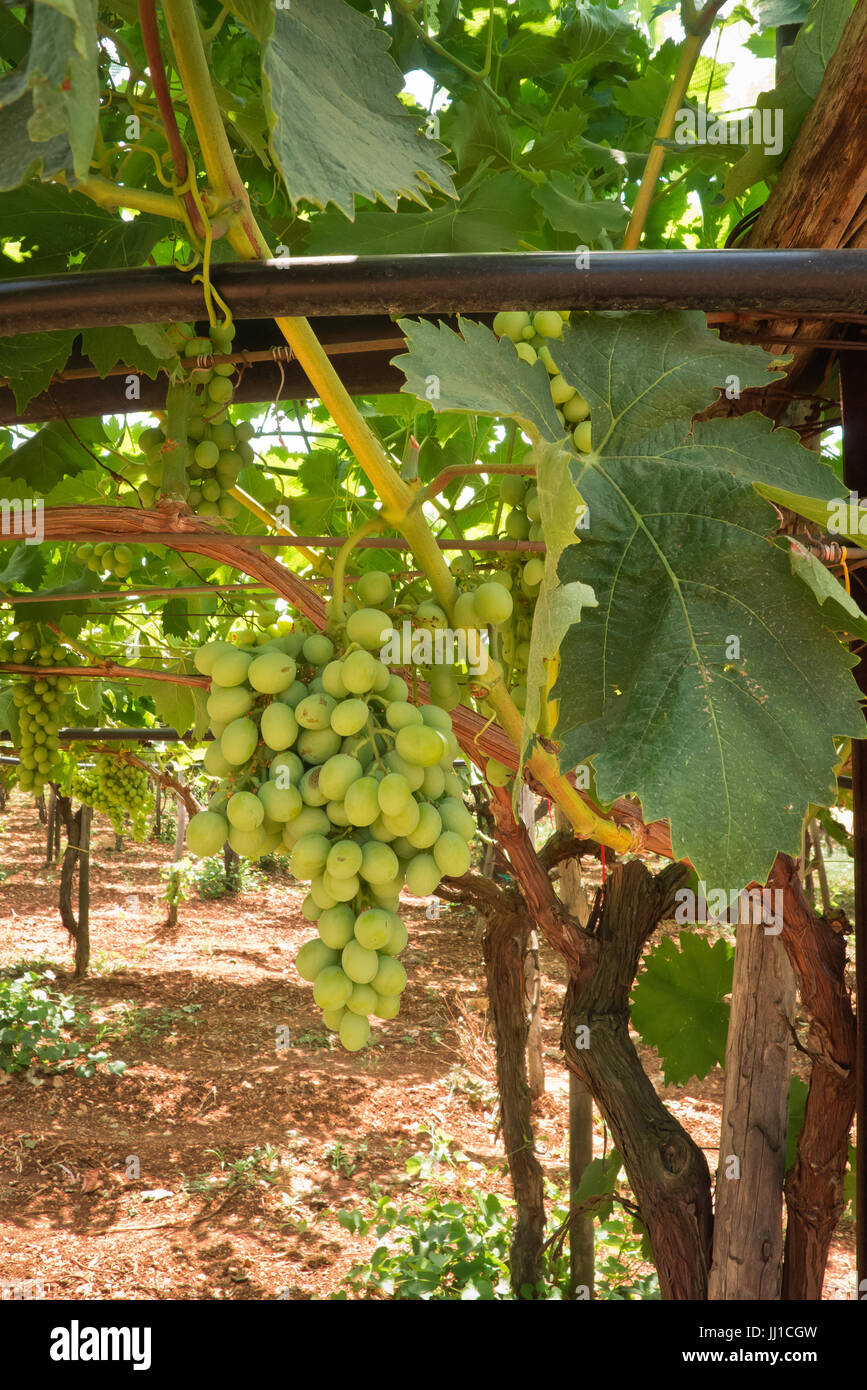 Grapes growing in the hot summer of Puglia Stock Photo Alamy