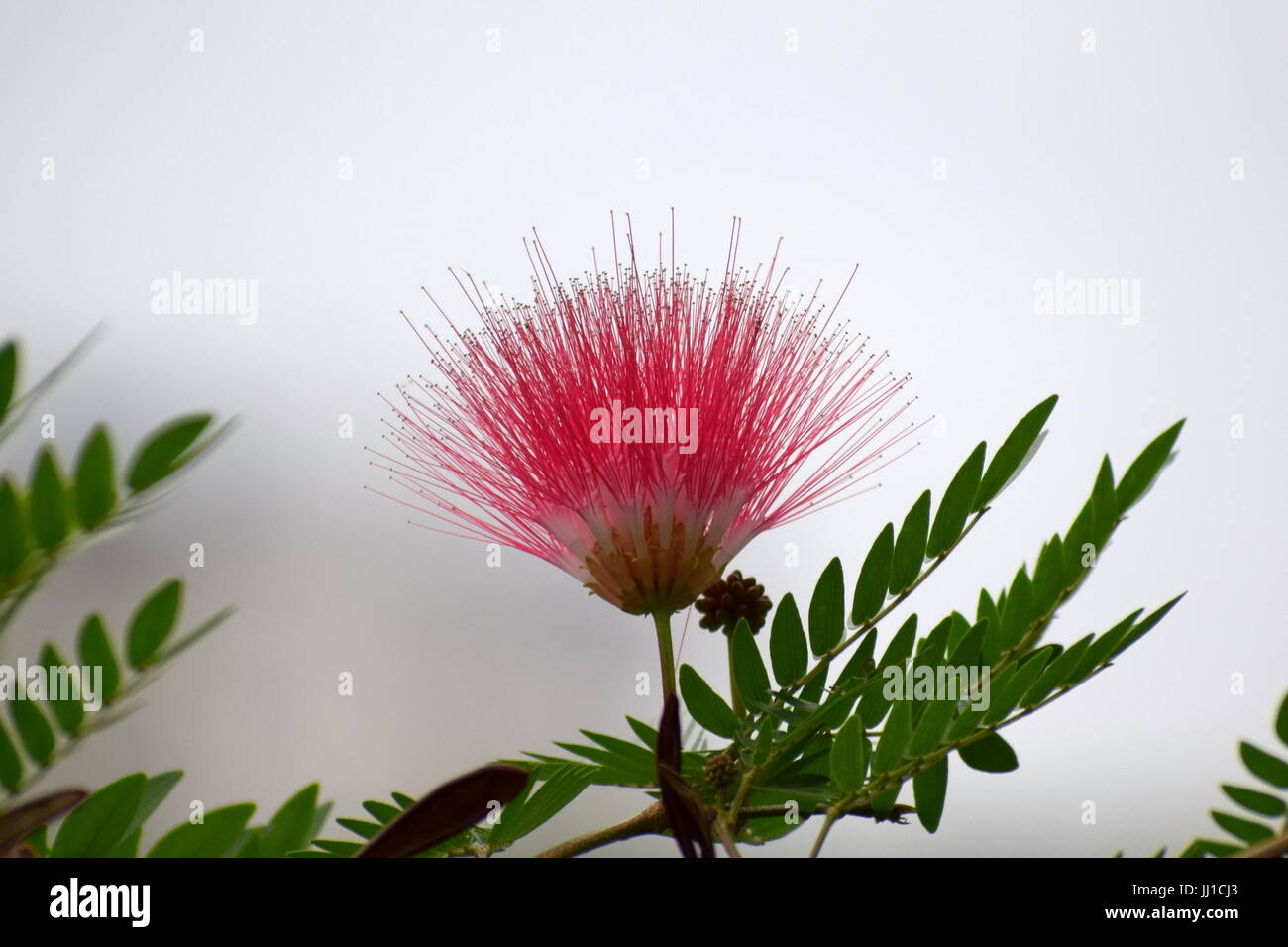 Beautiful single pink flower with leaves and water in background Stock Photo