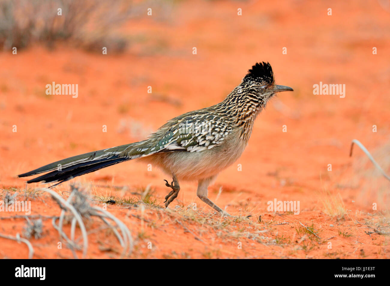 Roadrunner Bird Facts  Geococcyx californianus, Geococcyx velox - A-Z  Animals