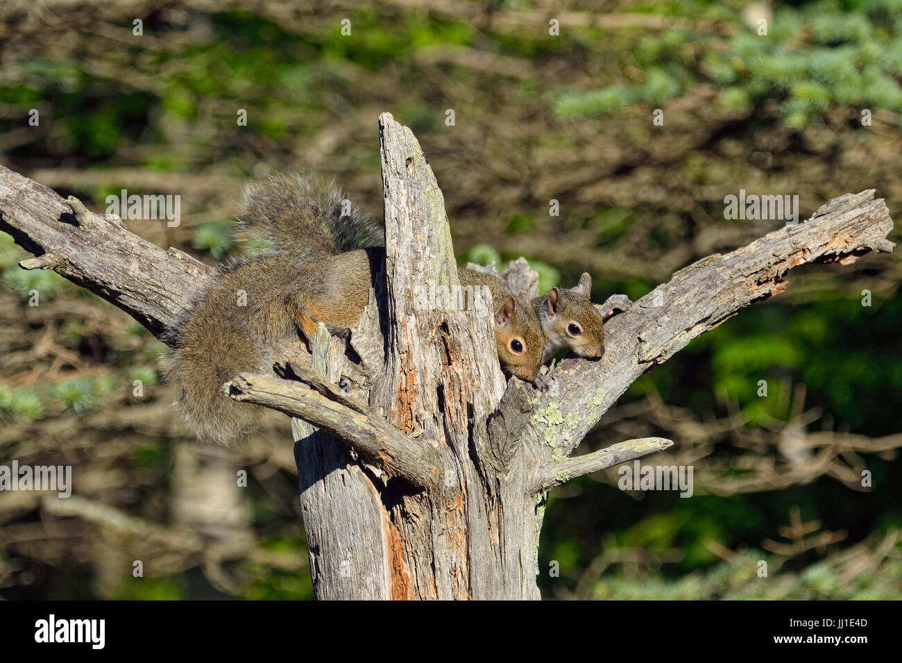 Eastern gray squirrel (Sciurus carolinensis) Young, captive, Minnesota wildlife Connection, Sandstone, Minnesota, USA Stock Photo