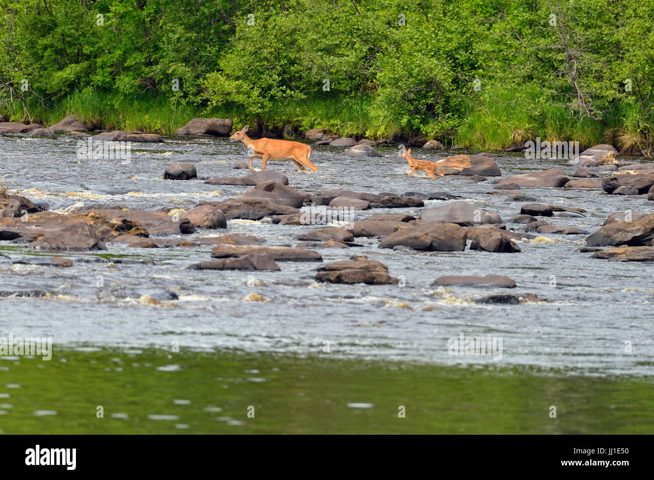 Whitetailed deer (Odocoileus virginianus) Doe and fawn crossing Kettle River, Minnesota