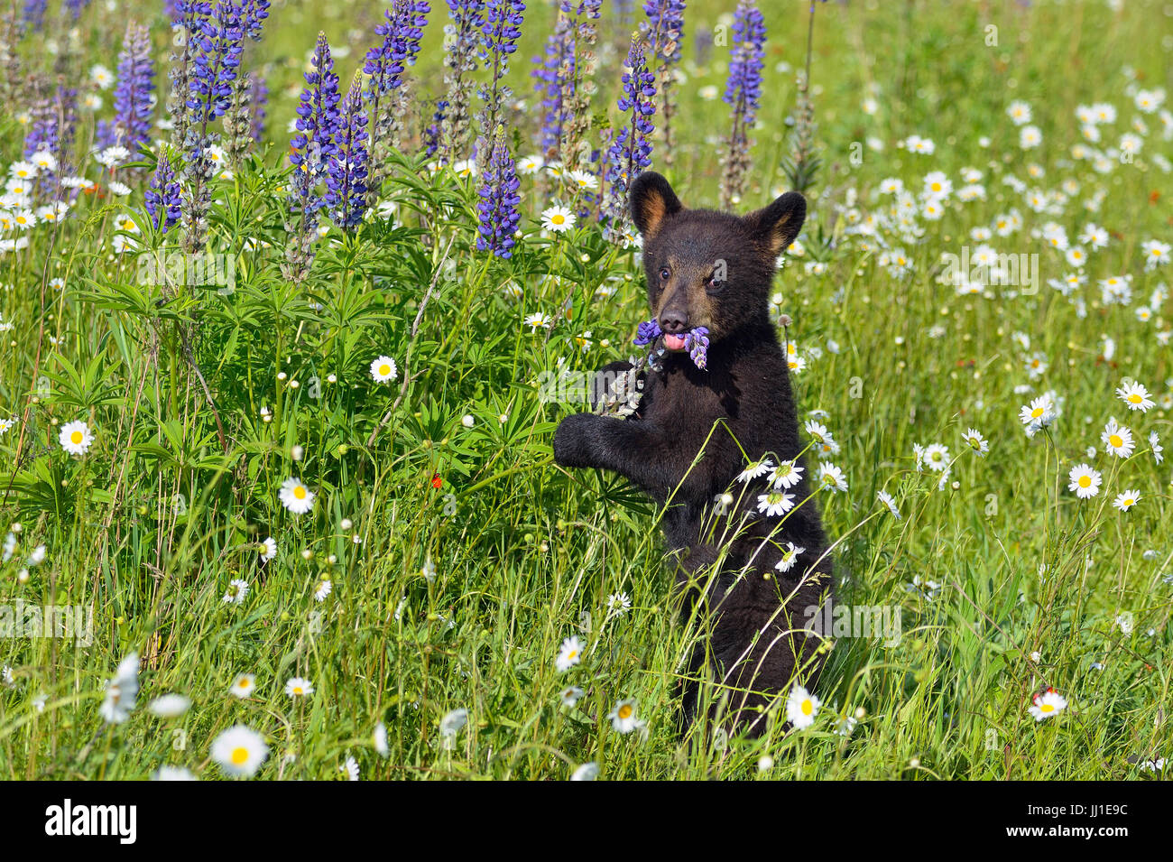 Black bear (Ursus americanus) Cubs, captive raised, Minnesota wildlife Connection, Sandstone