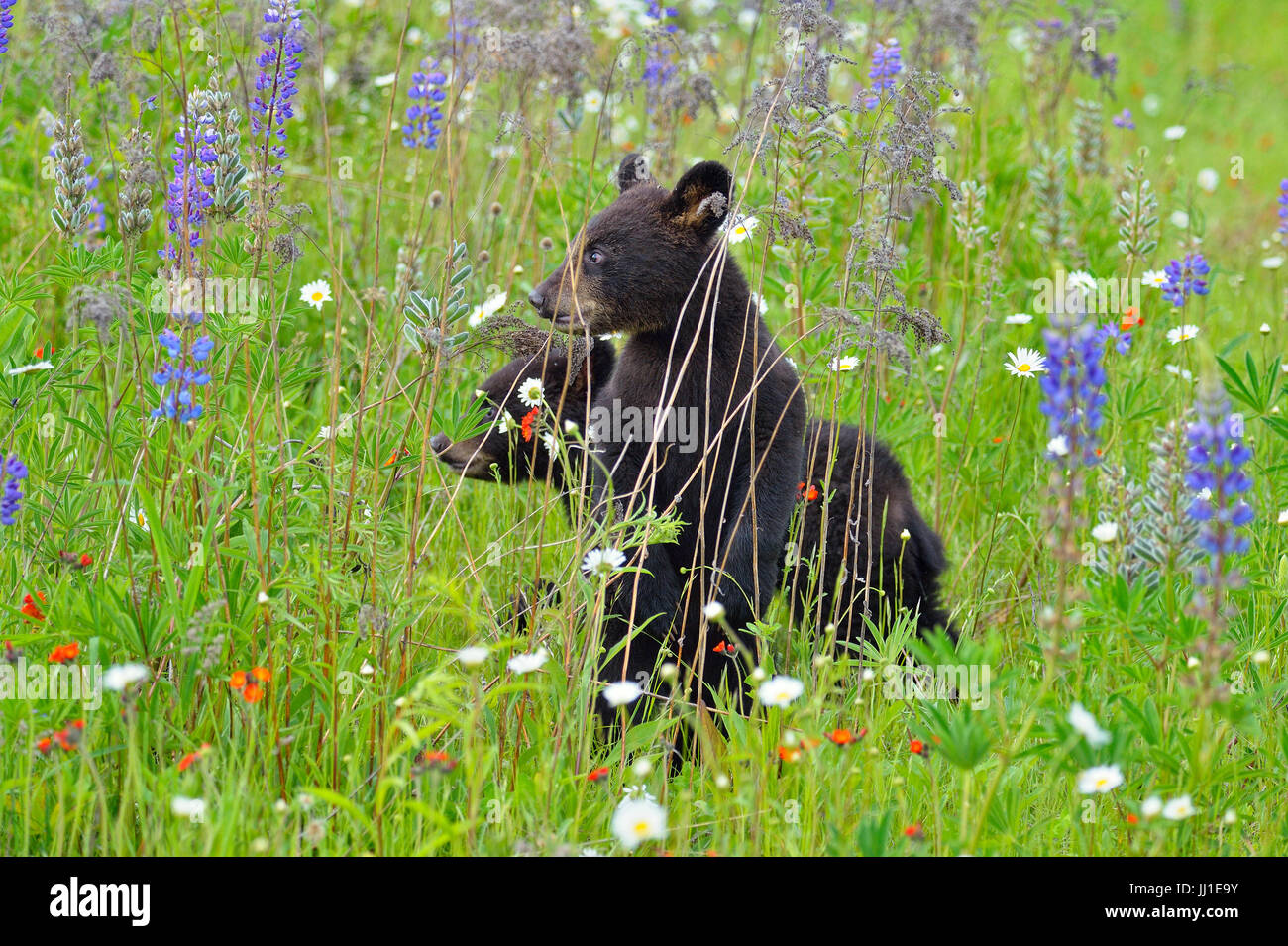 Black bear (Ursus americanus) Cubs, captive raised, Minnesota wildlife Connection, Sandstone
