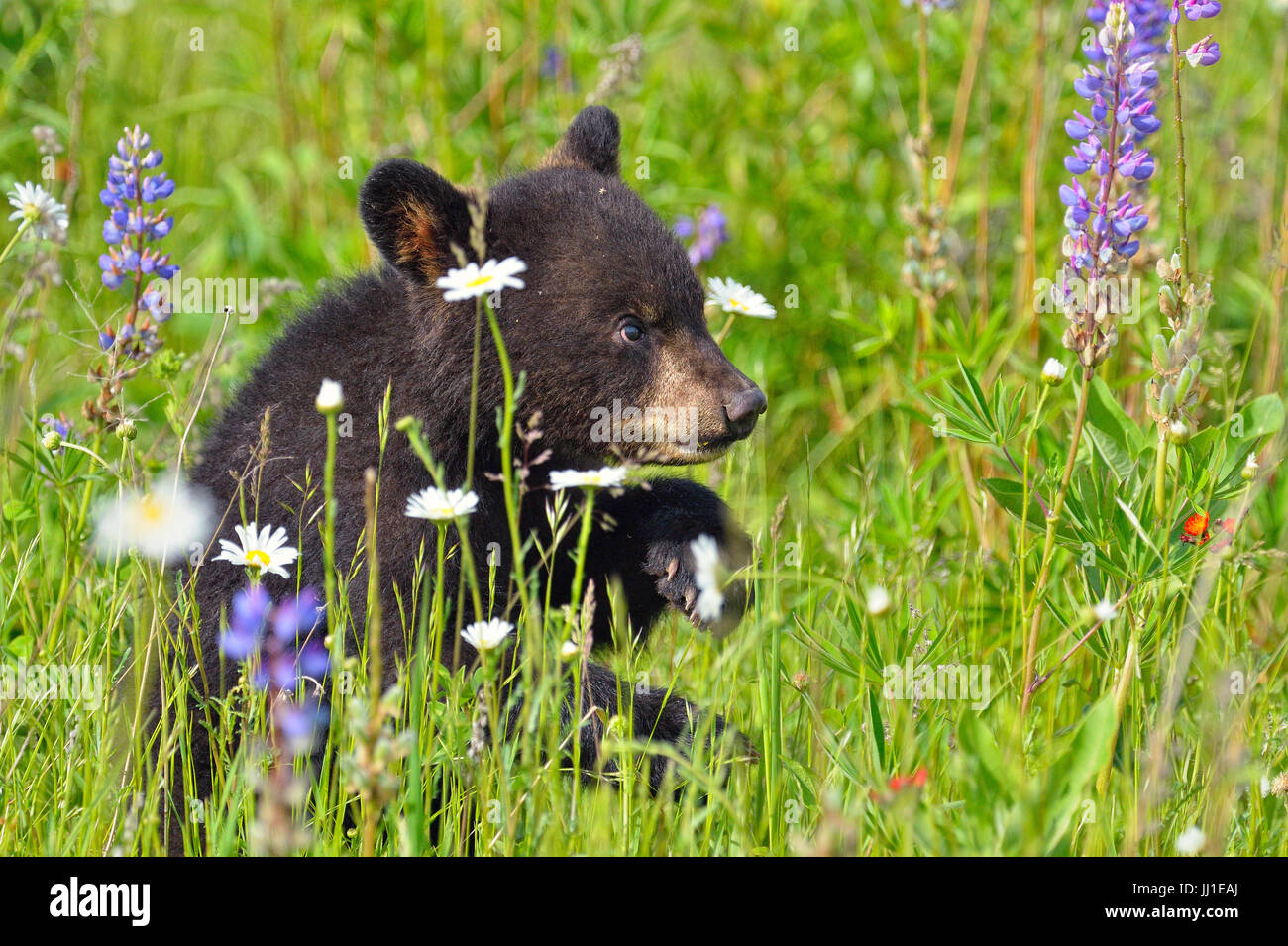 Black bear (Ursus americanus) Cubs, captive raised, Minnesota wildlife Connection, Sandstone