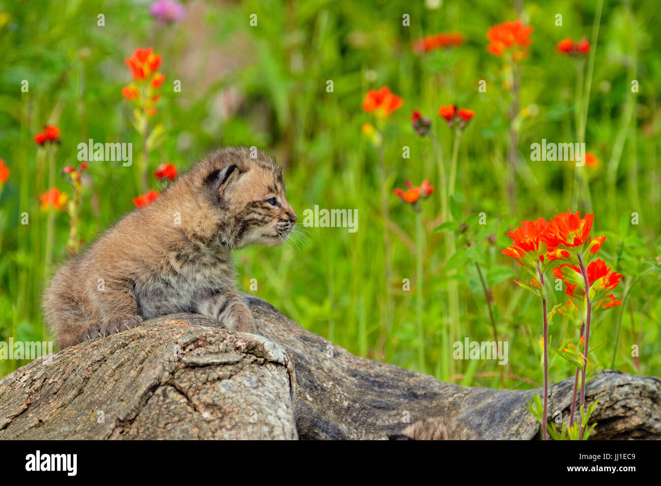 Bobcat (Lynx rufus) Kitten, captive raised, Minnesota wildlife Connection, Sandstone, Minnesota