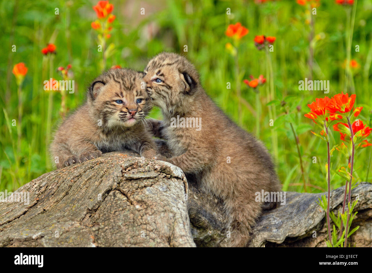 Bobcat (Felis rufus) Kitten, captive raised, Minnesota wildlife Connection, Sandstone, Minnesota, USA Stock Photo