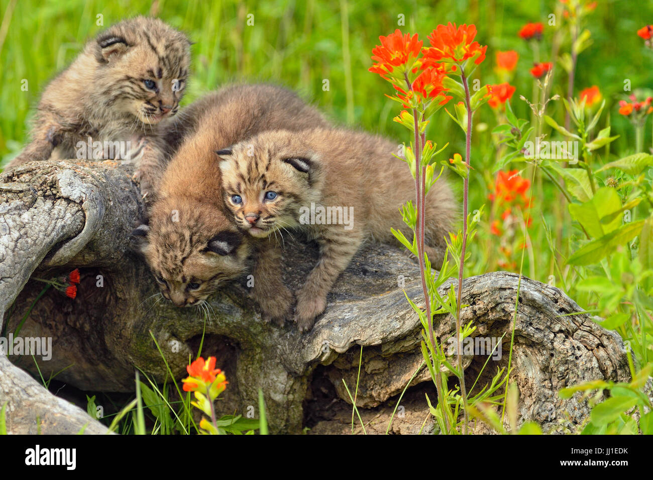 Bobcat (Felis rufus) Kitten, captive raised, Minnesota wildlife Connection, Sandstone, Minnesota, USA Stock Photo