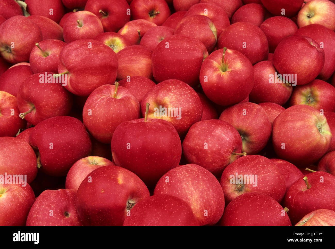 https://c8.alamy.com/comp/JJ1EHY/gala-apples-in-bin-chelan-county-washington-JJ1EHY.jpg