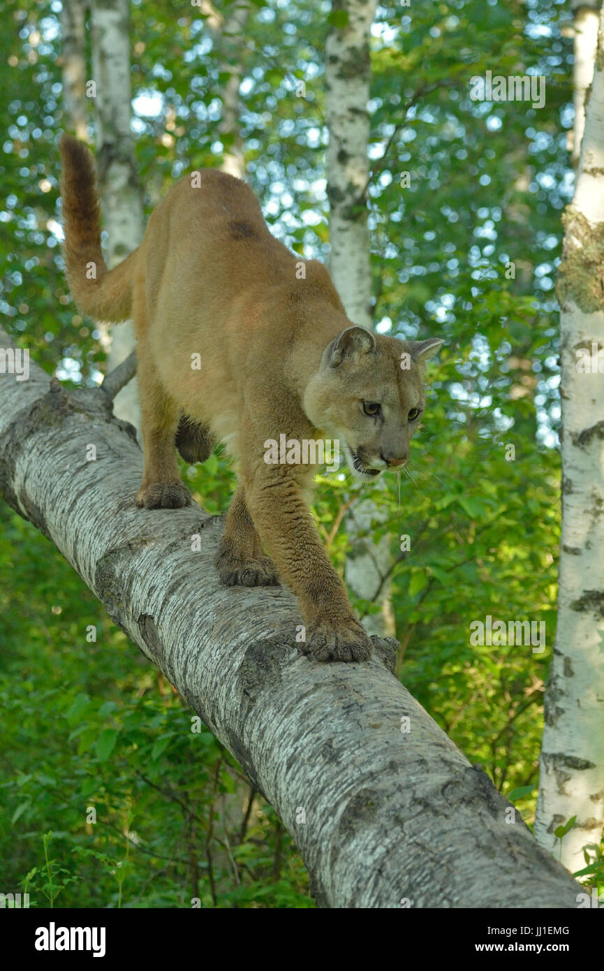 Mountain lion (Puma concolor) Captive raised, Minnesota wildlife Connection, Sandstone, Minnesota, USA Stock Photo