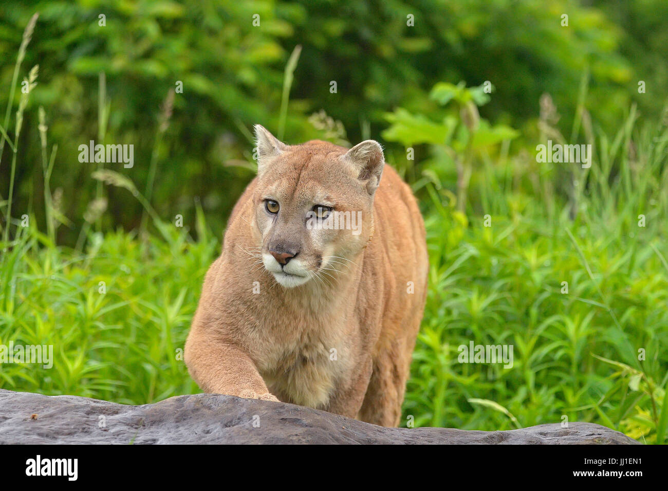 Mountain lion (Puma concolor) Captive raised, Minnesota wildlife Connection, Sandstone, Minnesota, USA Stock Photo