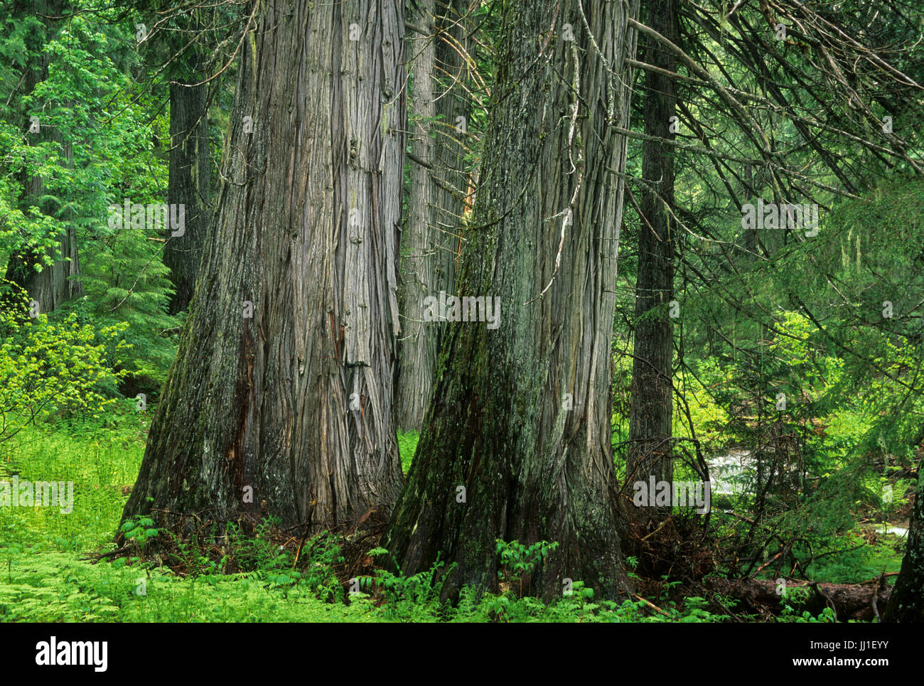 Ancient red cedars (Thuja plicata), Roosevelt Grove of Ancient Cedars Scenic Area, Kaniksu National Forest, Washington Stock Photo