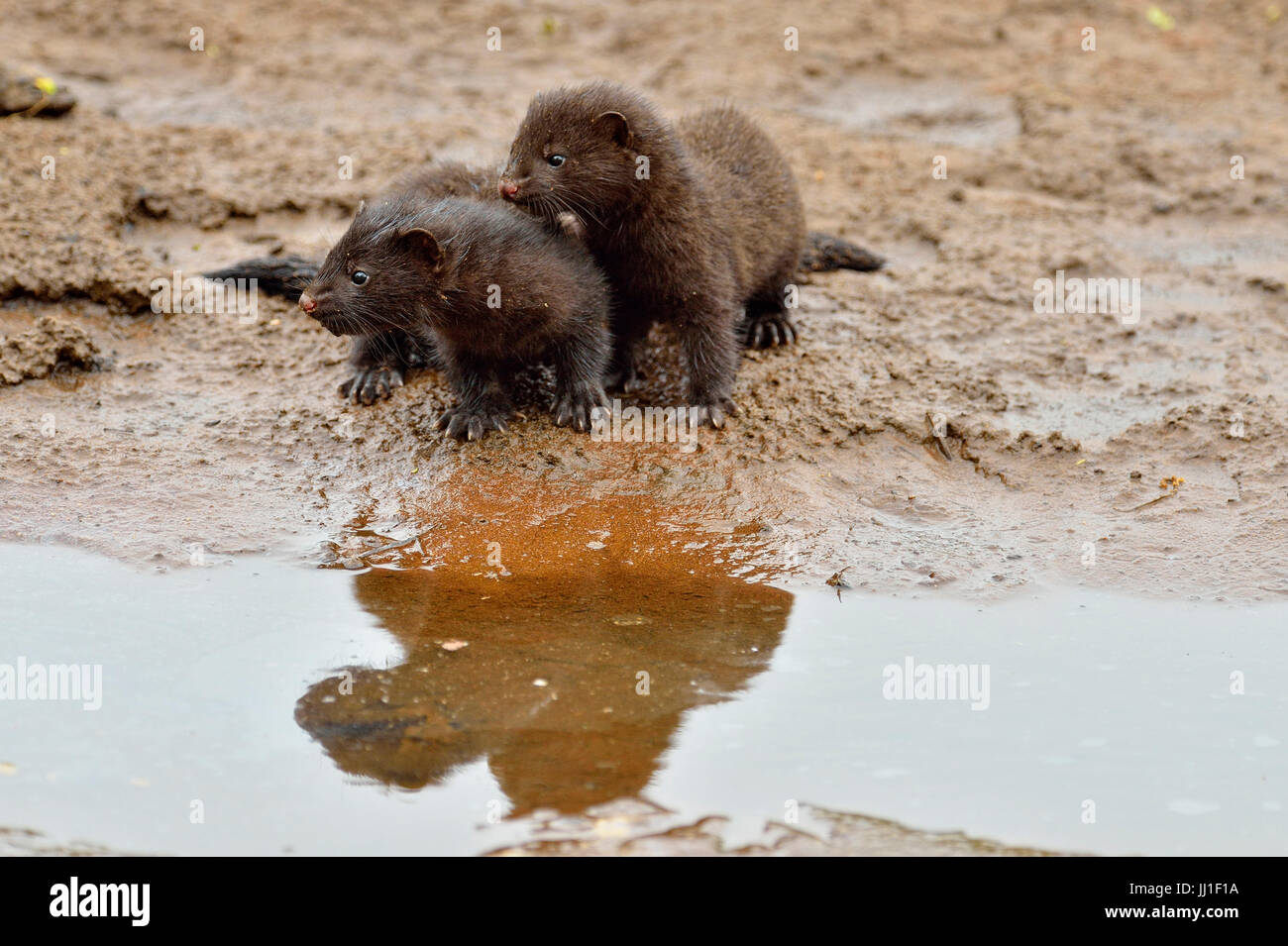 Mink (Mustela vison) Mother and pups, captive, Minnesota wildlife Connection, Sandstone, Minnesota, USA Stock Photo