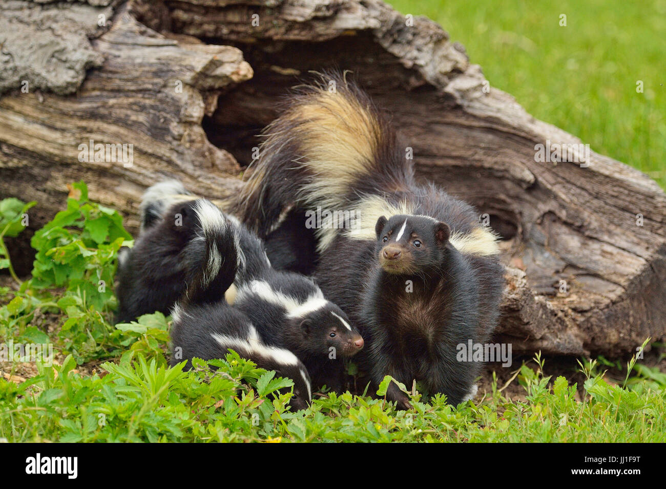 Striped Skunk (Mephitis mephitis) Mother and young, captive, Minnesota ...