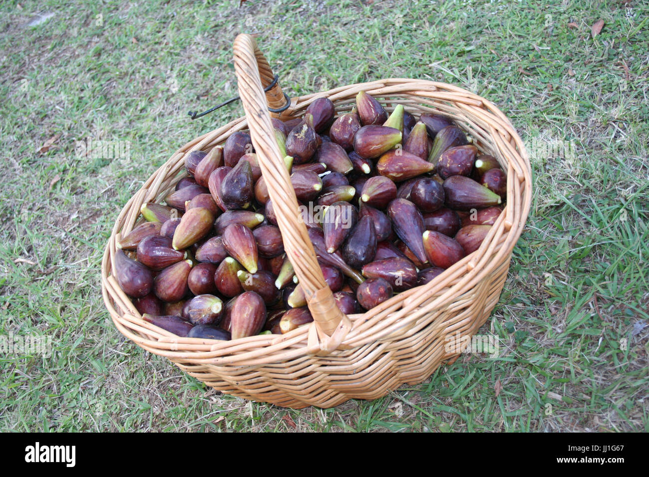 Fruit, figs, Gramado, Rio Grande do Sul, Brazil. Stock Photo