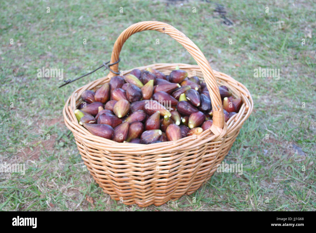 Fruit, figs, Gramado, Rio Grande do Sul, Brazil. Stock Photo