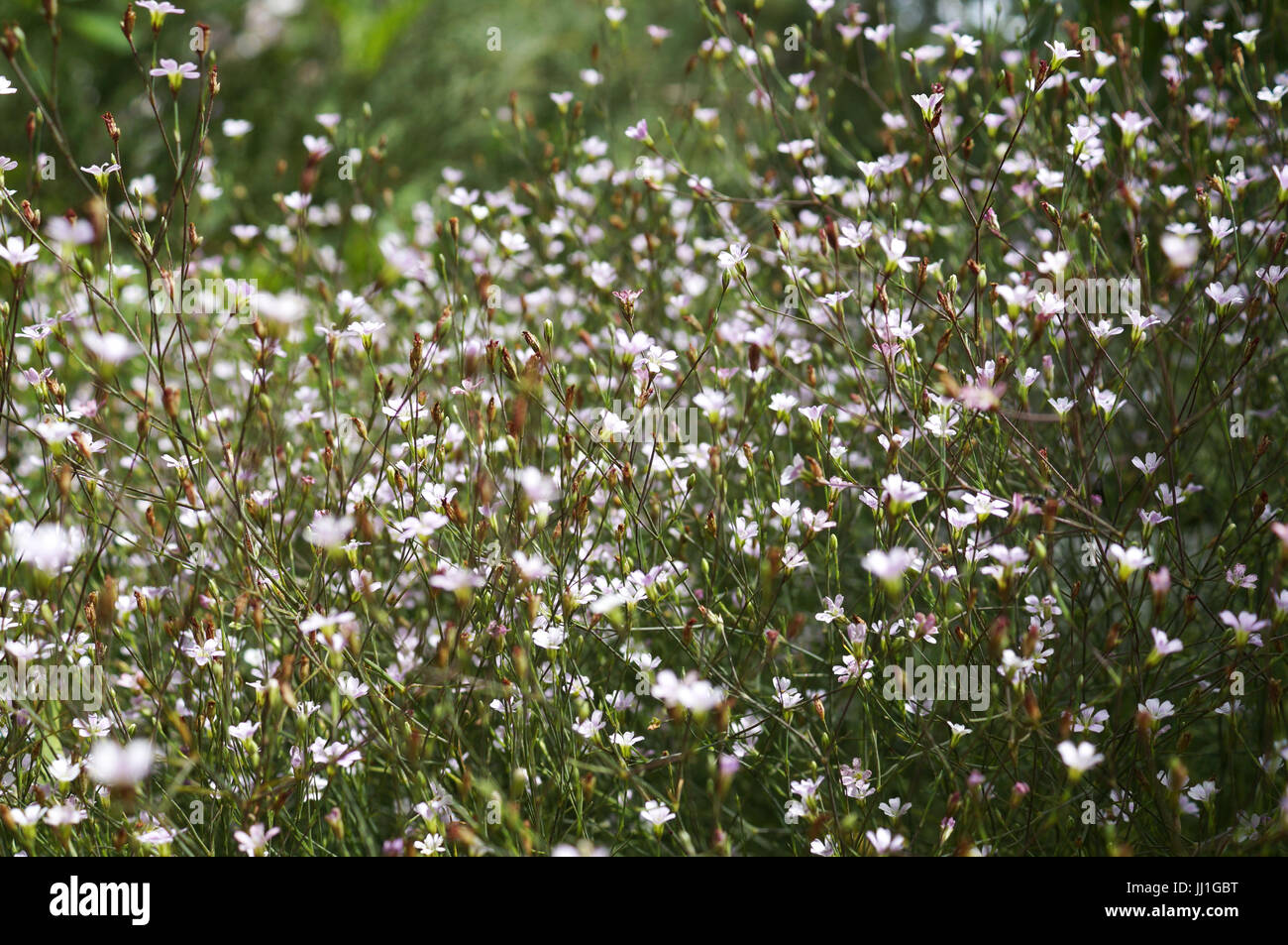 Warm pink wildflowers hi-res stock photography and images - Alamy