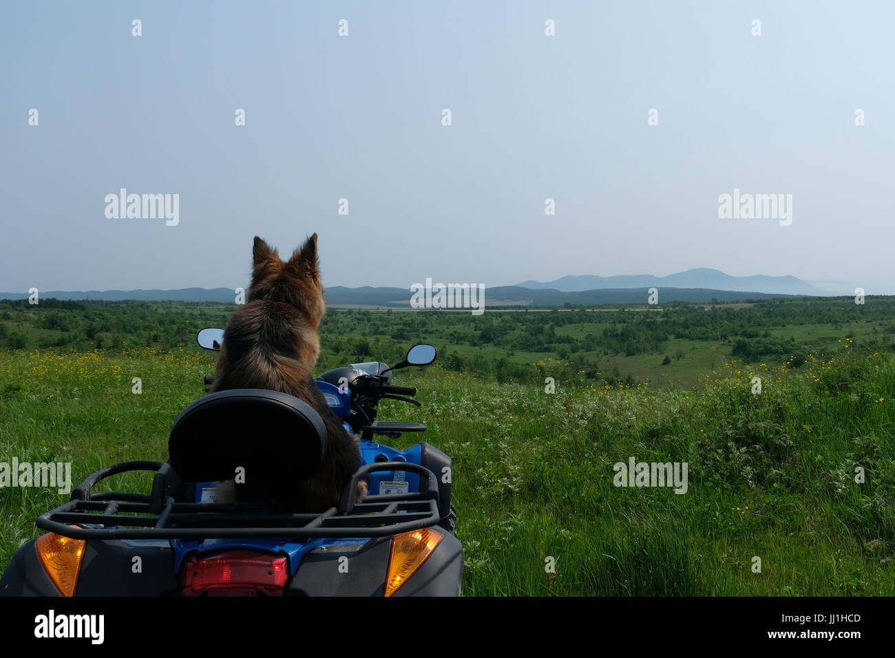 A German shepherd dog sits on an all-terrain quad bike vehicle ATV in a mountainous area in the south eastern side of the island of Sakhalin, in the Pacific Ocean. Russia Stock Photo