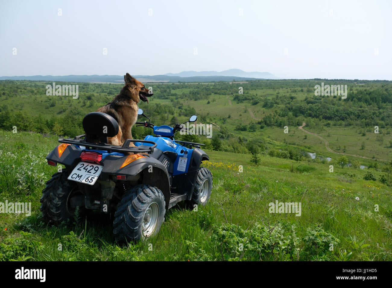 A German shepherd dog sits on an all-terrain quad bike vehicle ATV in a mountainous area in the south eastern side of the island of Sakhalin, in the Pacific Ocean. Russia Stock Photo