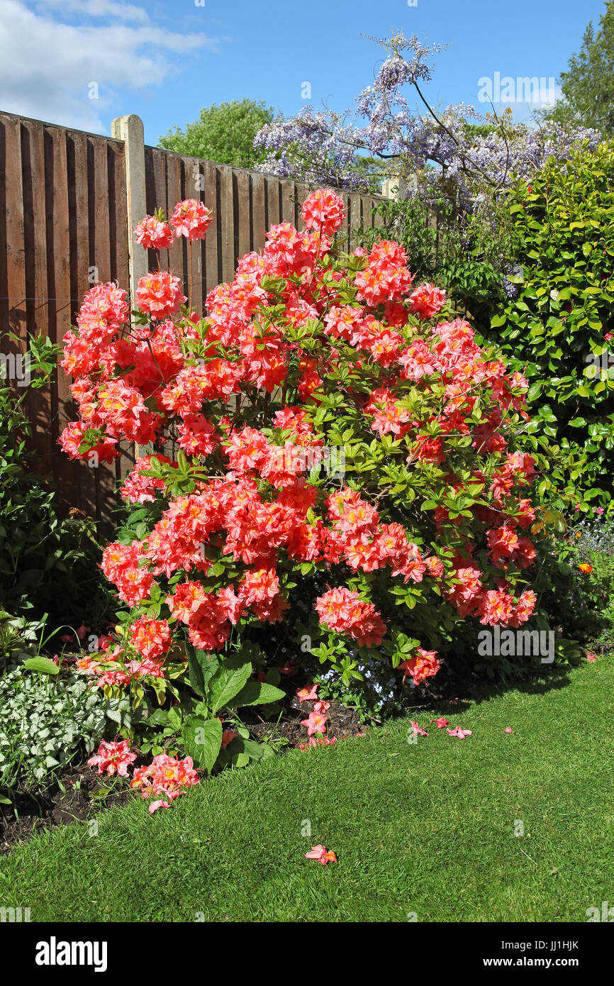 The pink flowers of an Azalea shrub in the genus Rhododendron Stock Photo
