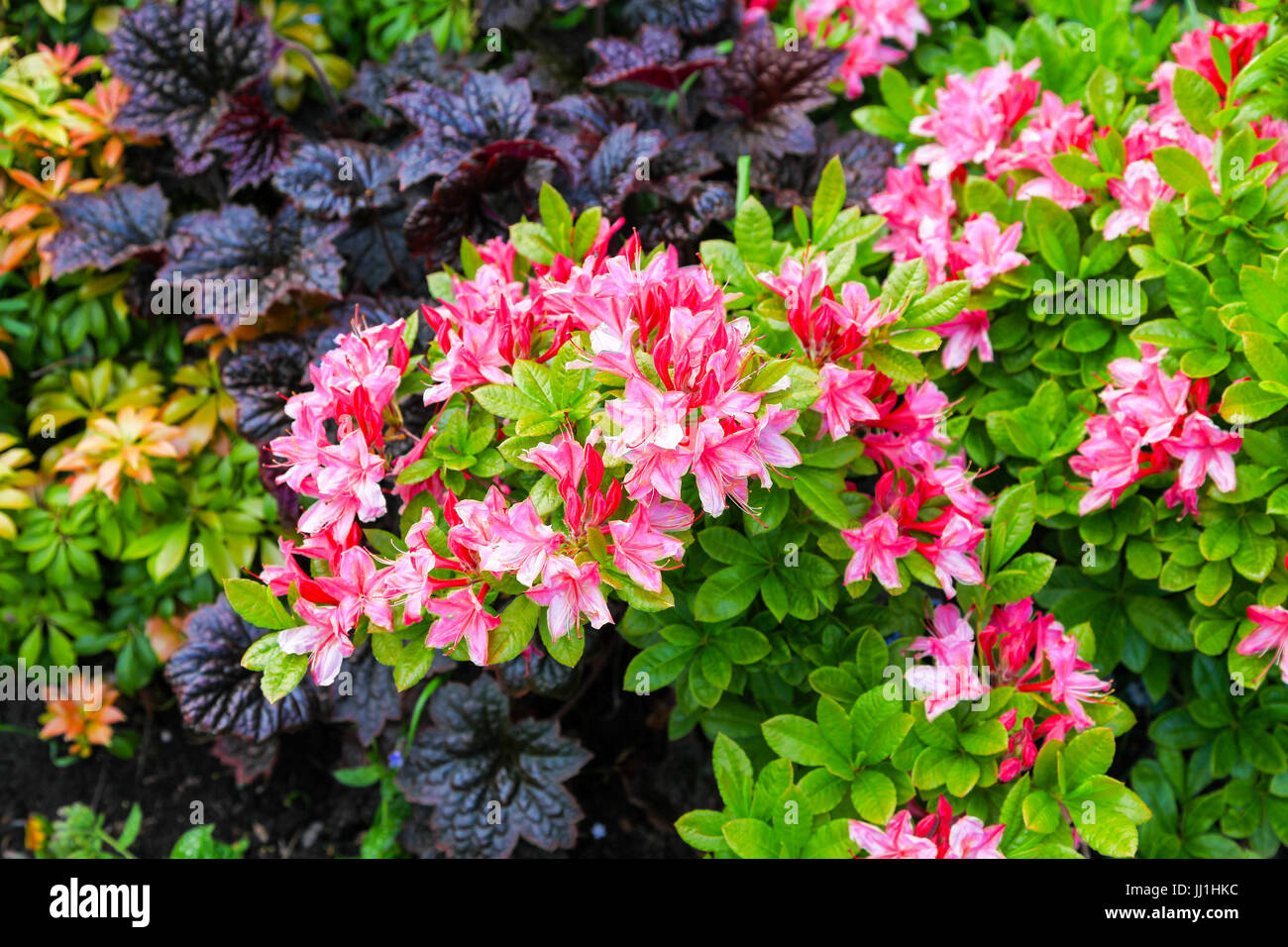 The pink flowers of an Azalea shrub in the genus Rhododendron Stock ...