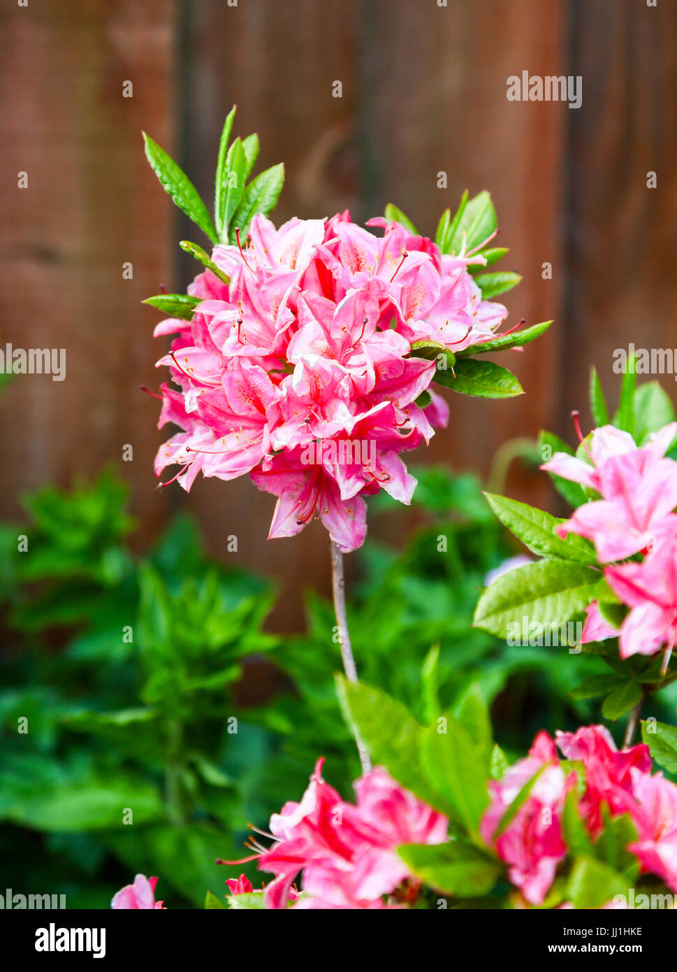 The pink flowers of an Azalea shrub in the genus Rhododendron Stock Photo