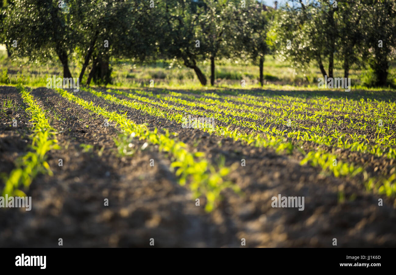 Healthy corn crops field hi-res stock photography and images - Alamy