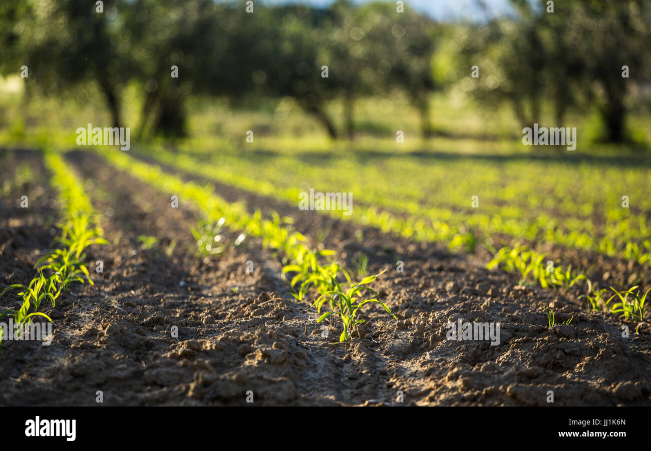 Healthy corn crops field hi-res stock photography and images - Alamy
