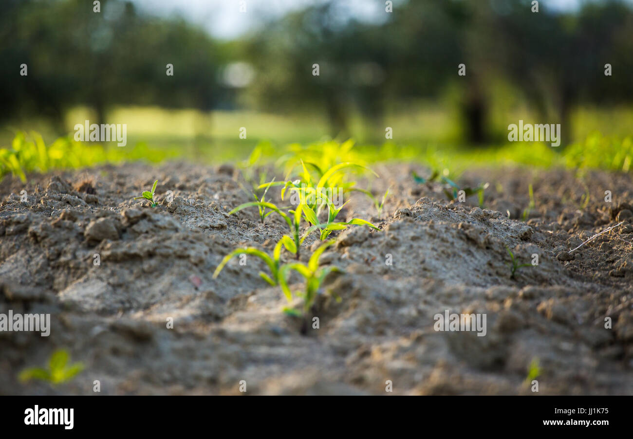 Healthy corn crops field hi-res stock photography and images - Alamy