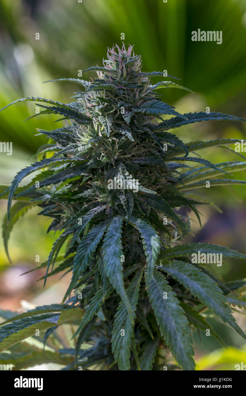 cannabis sativa, C sativa, sativa, cannabis plant, marijuana plant