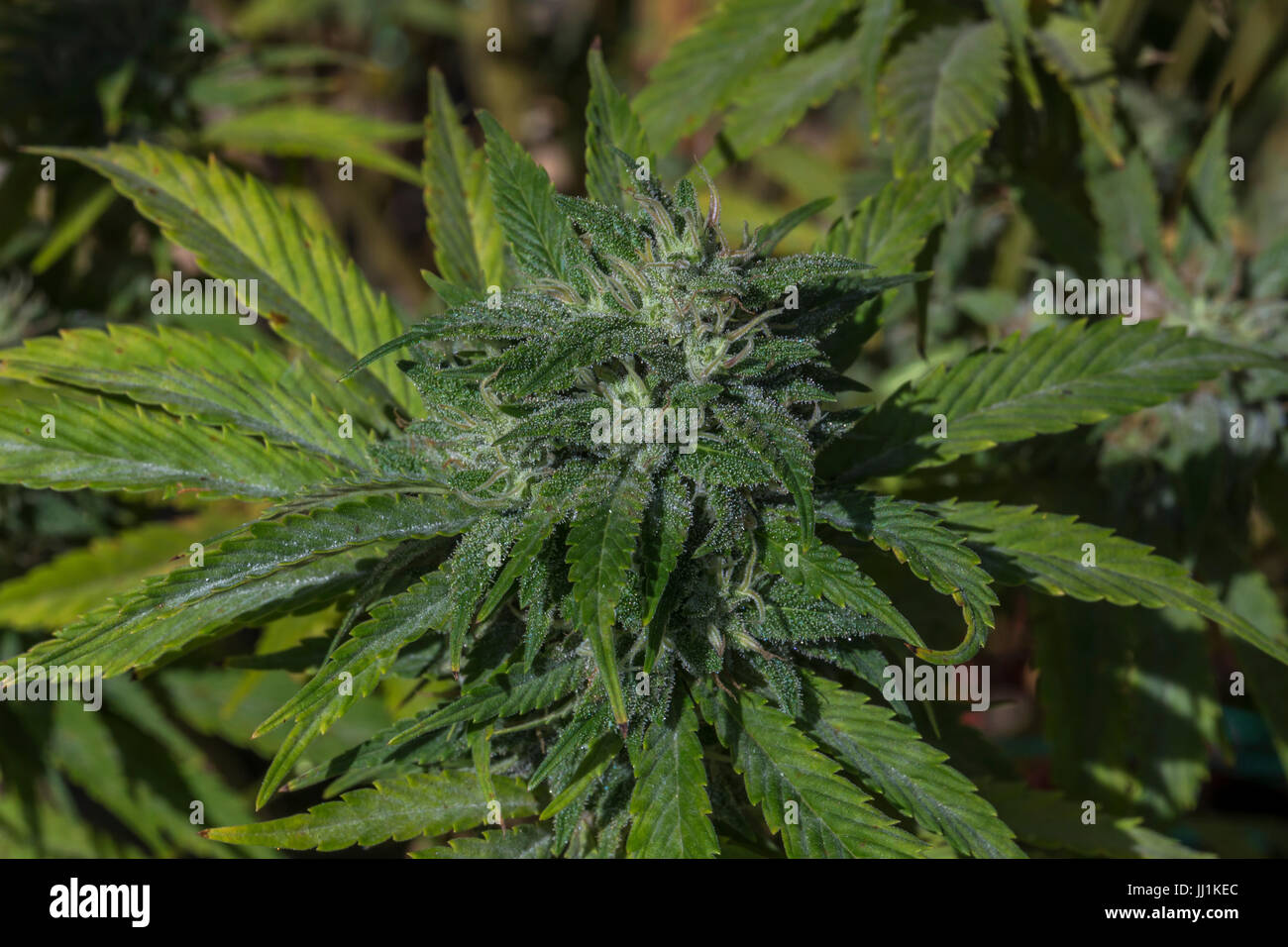 trichomes, cannabis sativa, C sativa, sativa, cannabis plant, marijuana plant, medical marijuana, alternative medicine, medicinal plant, California Stock Photo