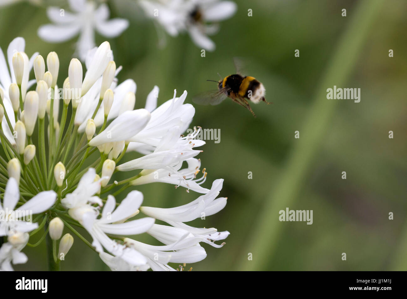 Bumblebee (Bombus) about to land in Agapanthus flowers. Stock Photo