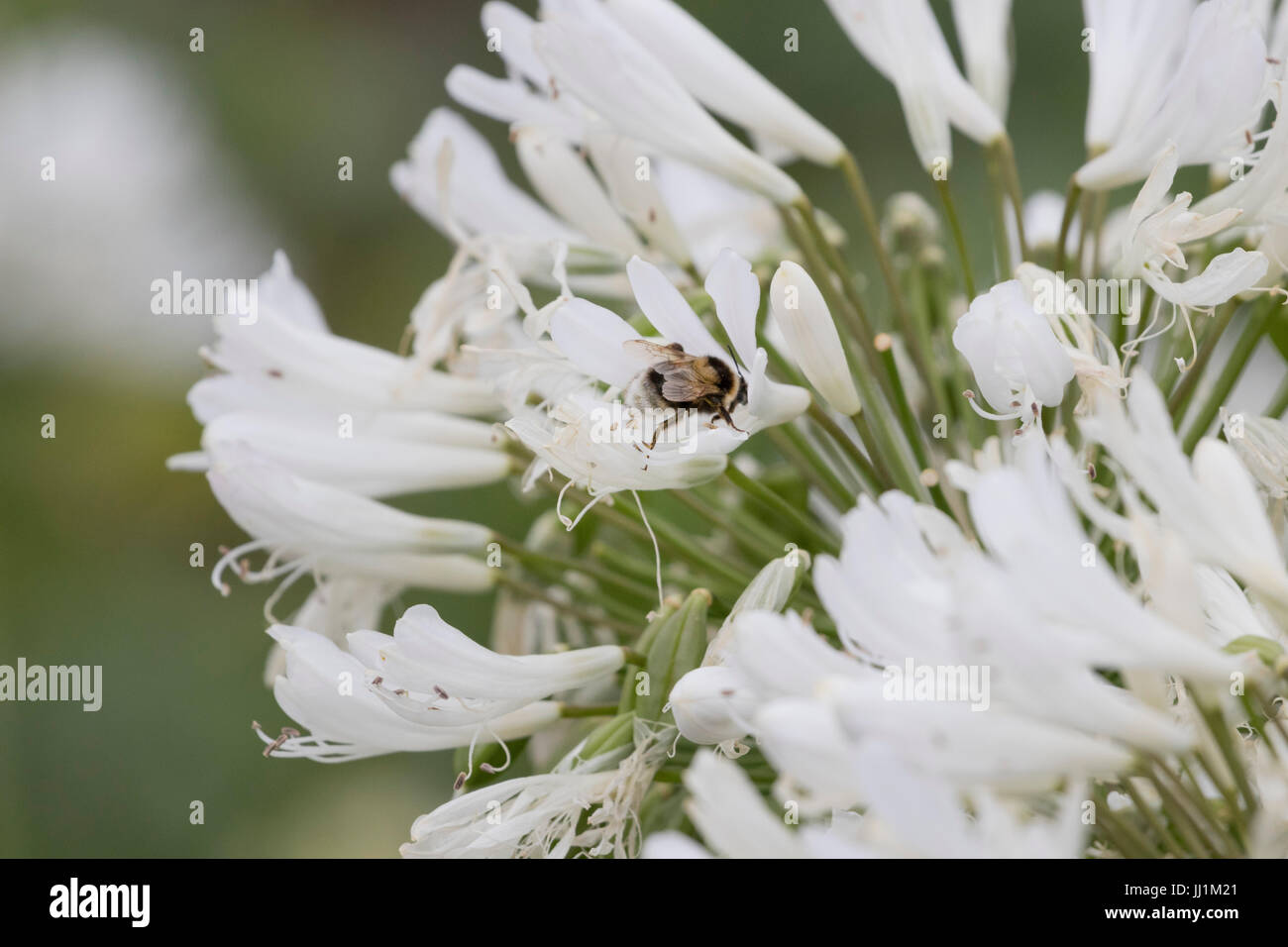 Bumblebee (Bombus) looking for pollen in white flowers (Agapanthus). Stock Photo