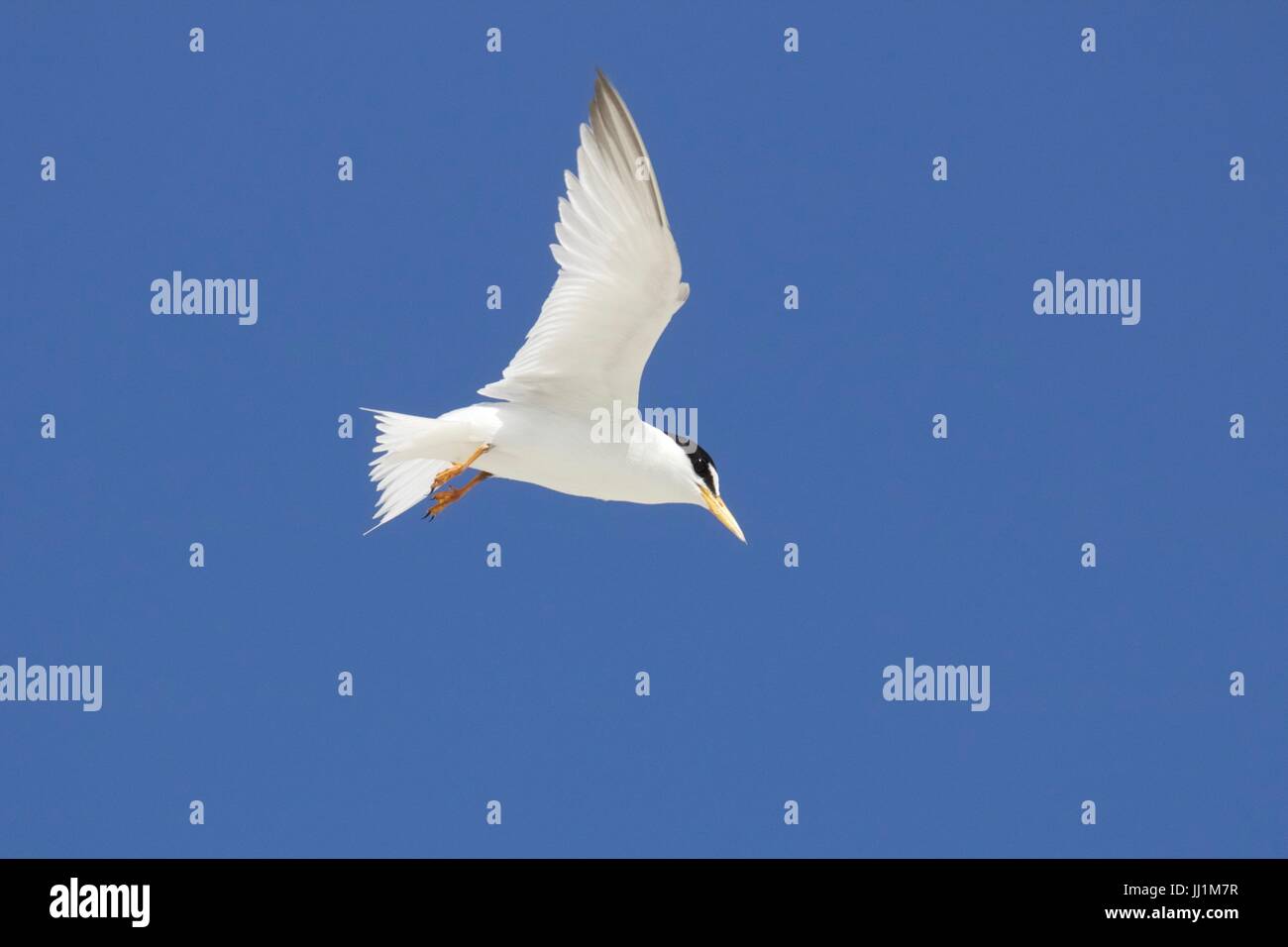 An endangered least tern Sterna antillarum flying on a summer day Stock Photo