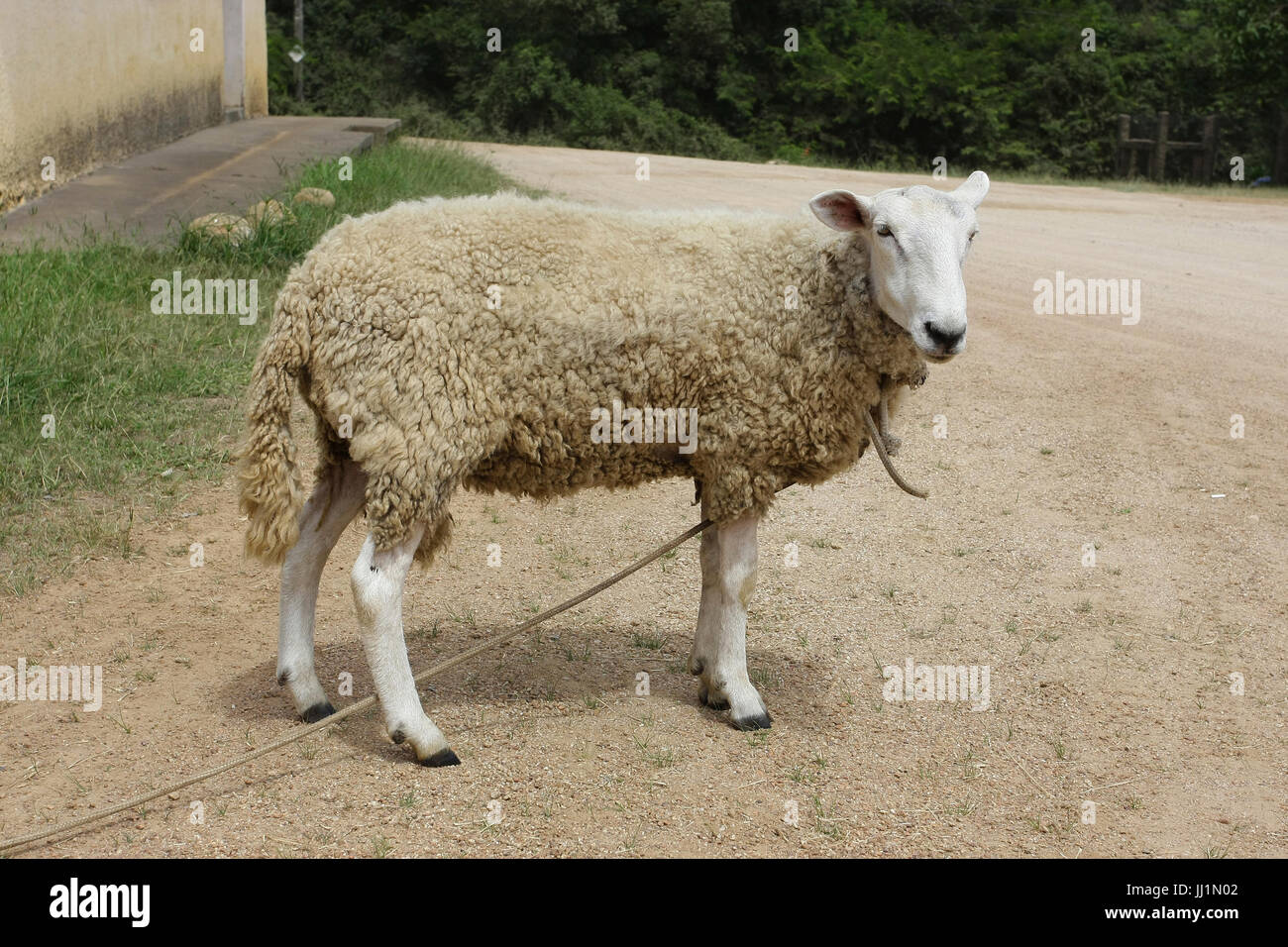Animal, sheep, São Paulo, Brazil Stock Photo