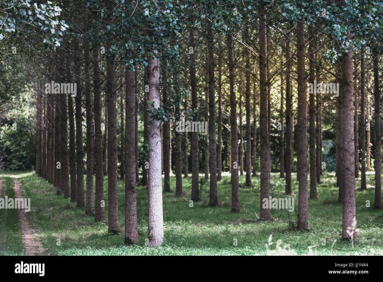 Trees planted in a row in the woods Stock Photo - Alamy