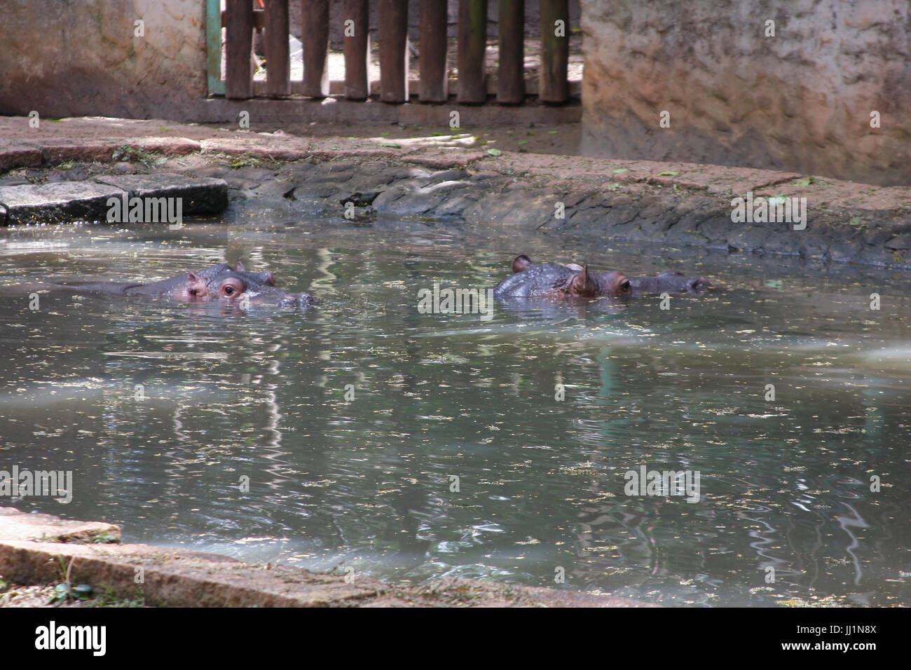 Animal, hippopotamus, Ecological Park, Americana, Sâo Paulo, Brazil Stock Photo