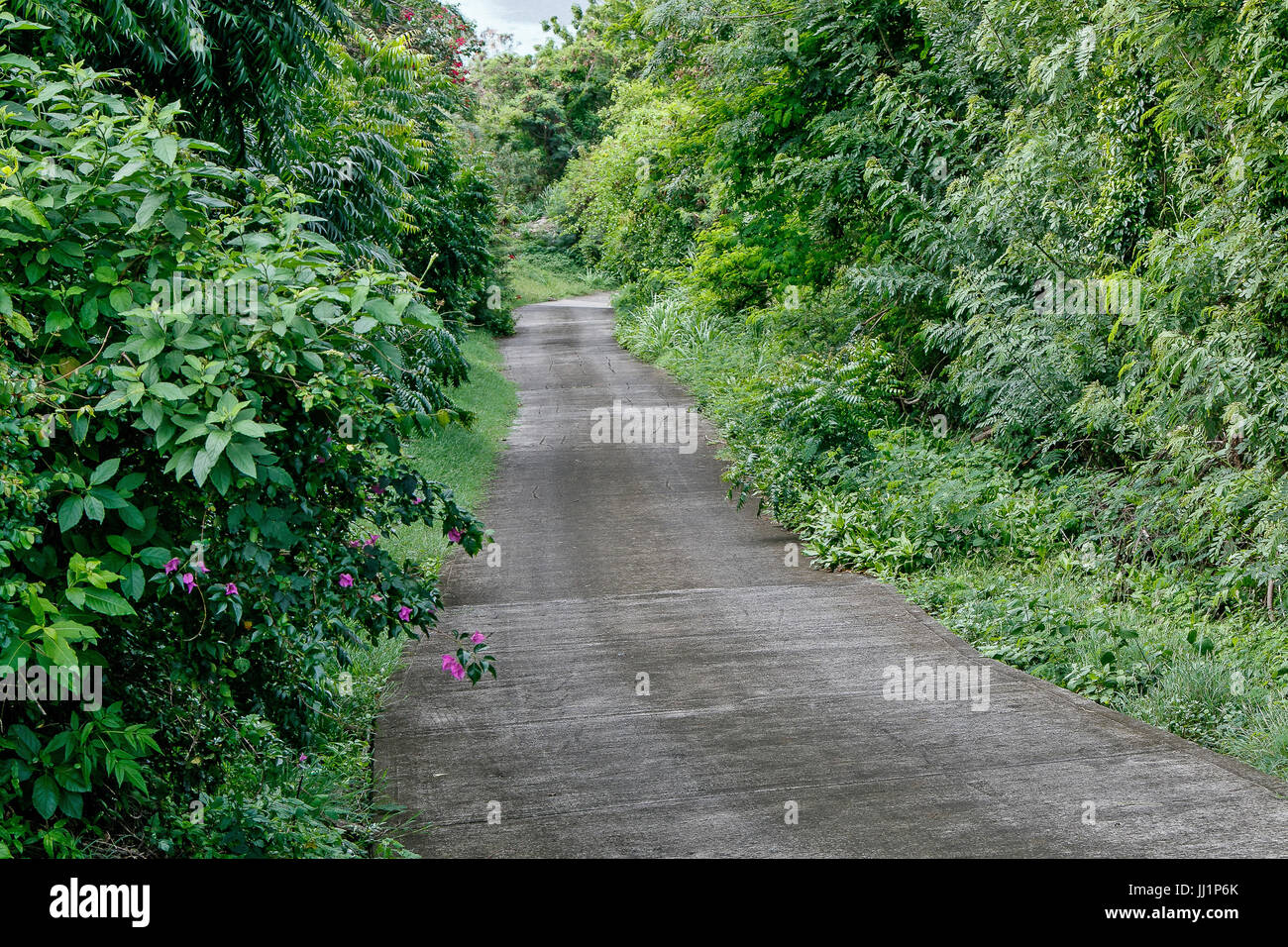 Paved path through a tropical forest. Stock Photo