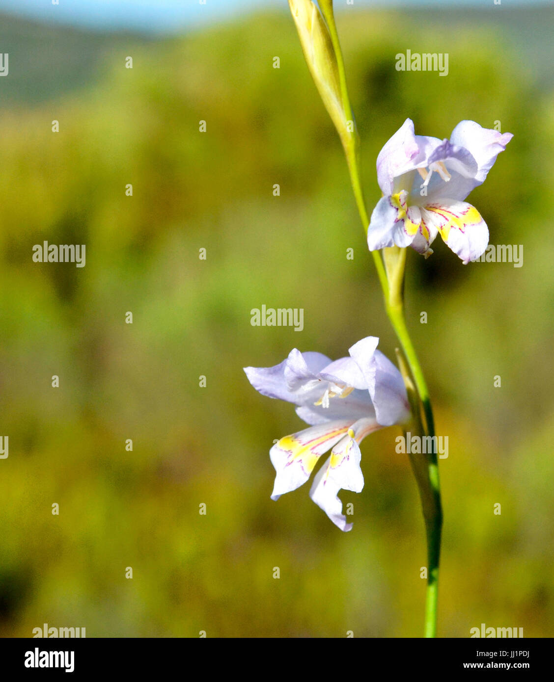 Glorious gladiolus flowers in fynbos Stock Photo