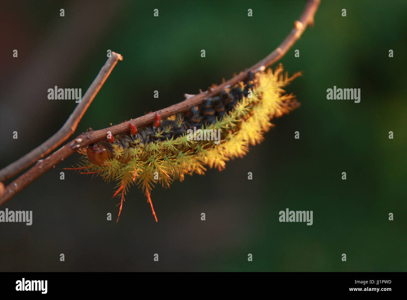 Caterpillar, Insect, São Paulo, Brazil Stock Photo