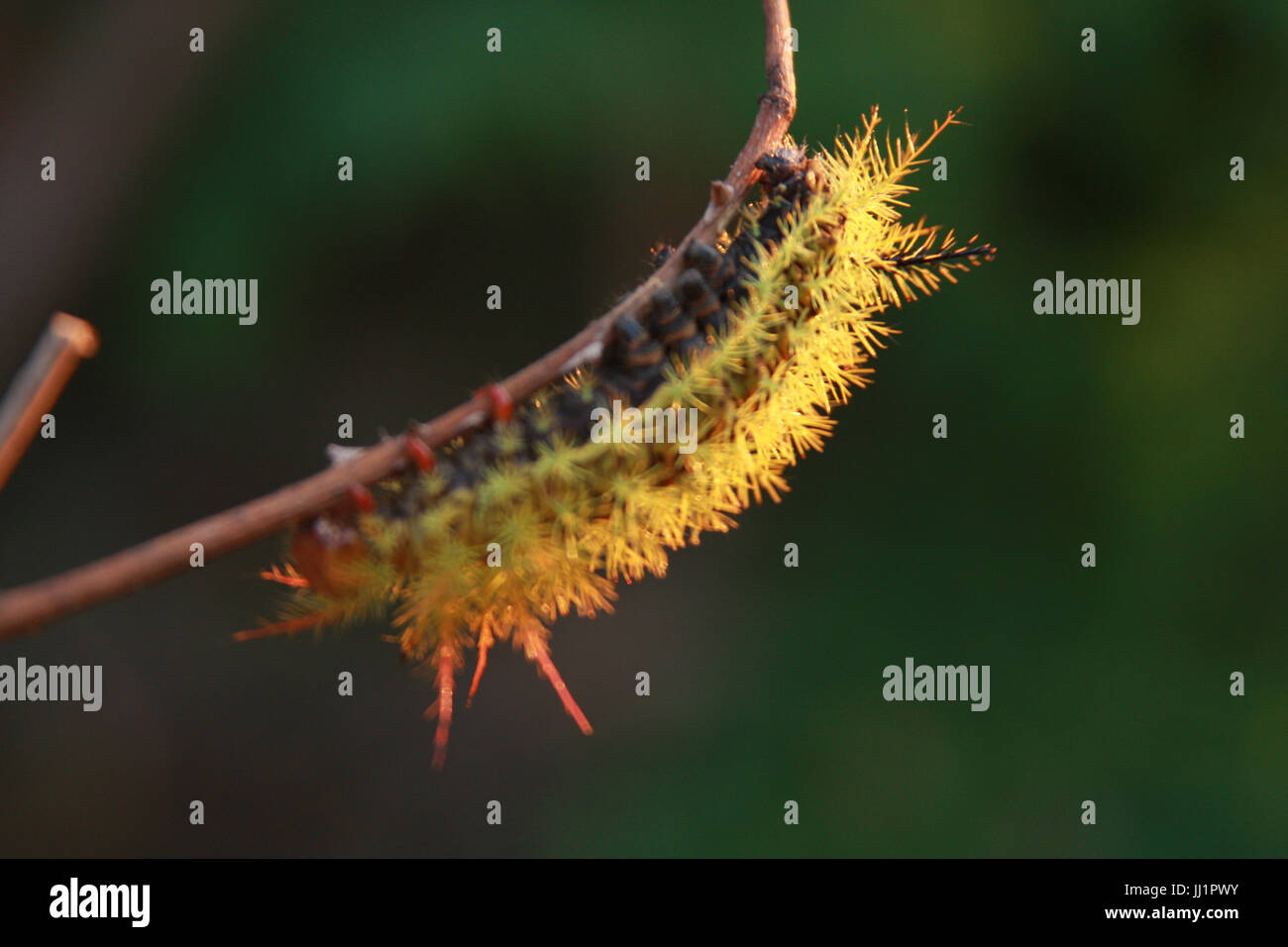 Caterpillar, Insect, São Paulo, Brazil Stock Photo