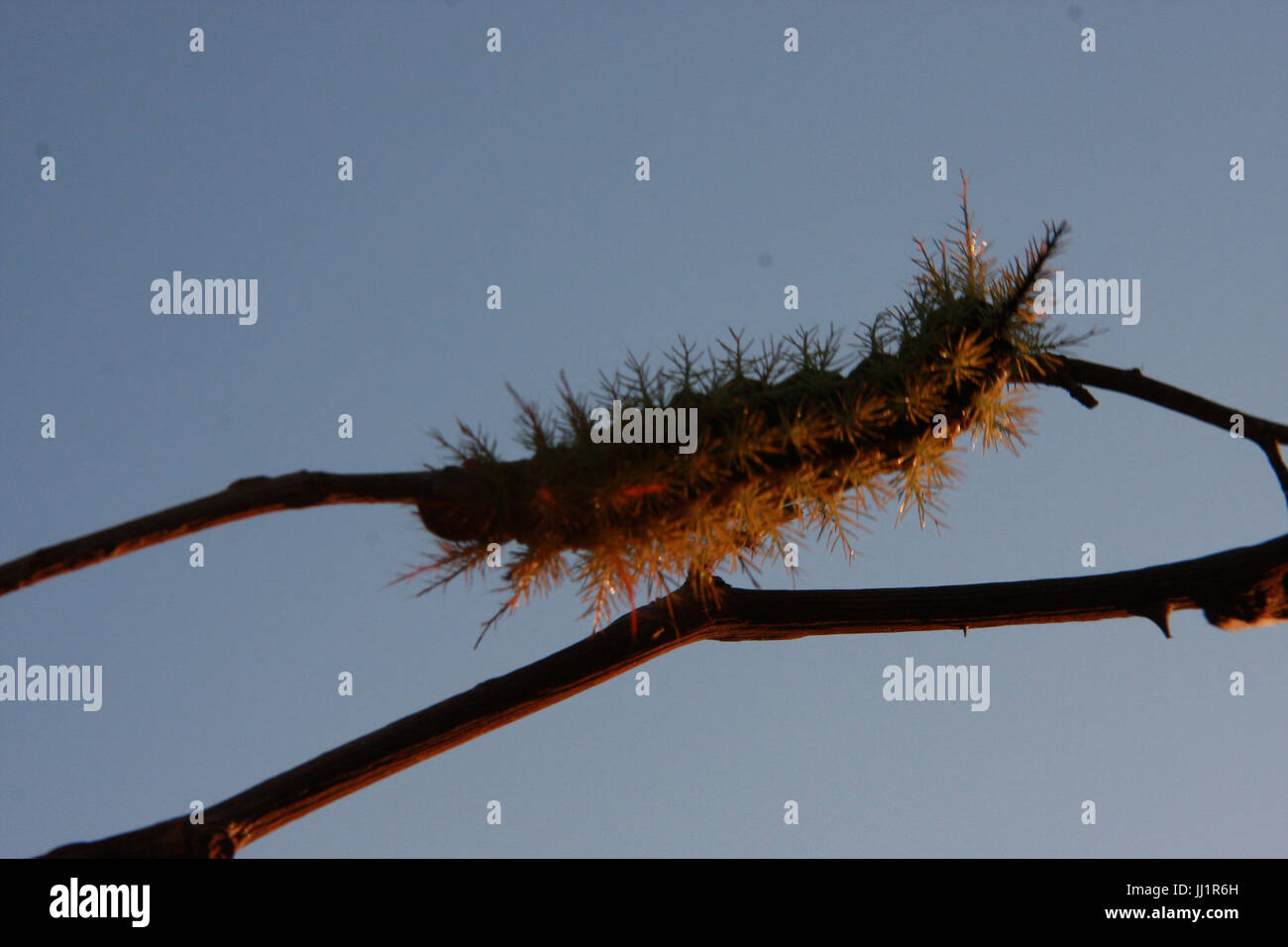 Caterpillar, Insect, São Paulo, Brazil Stock Photo