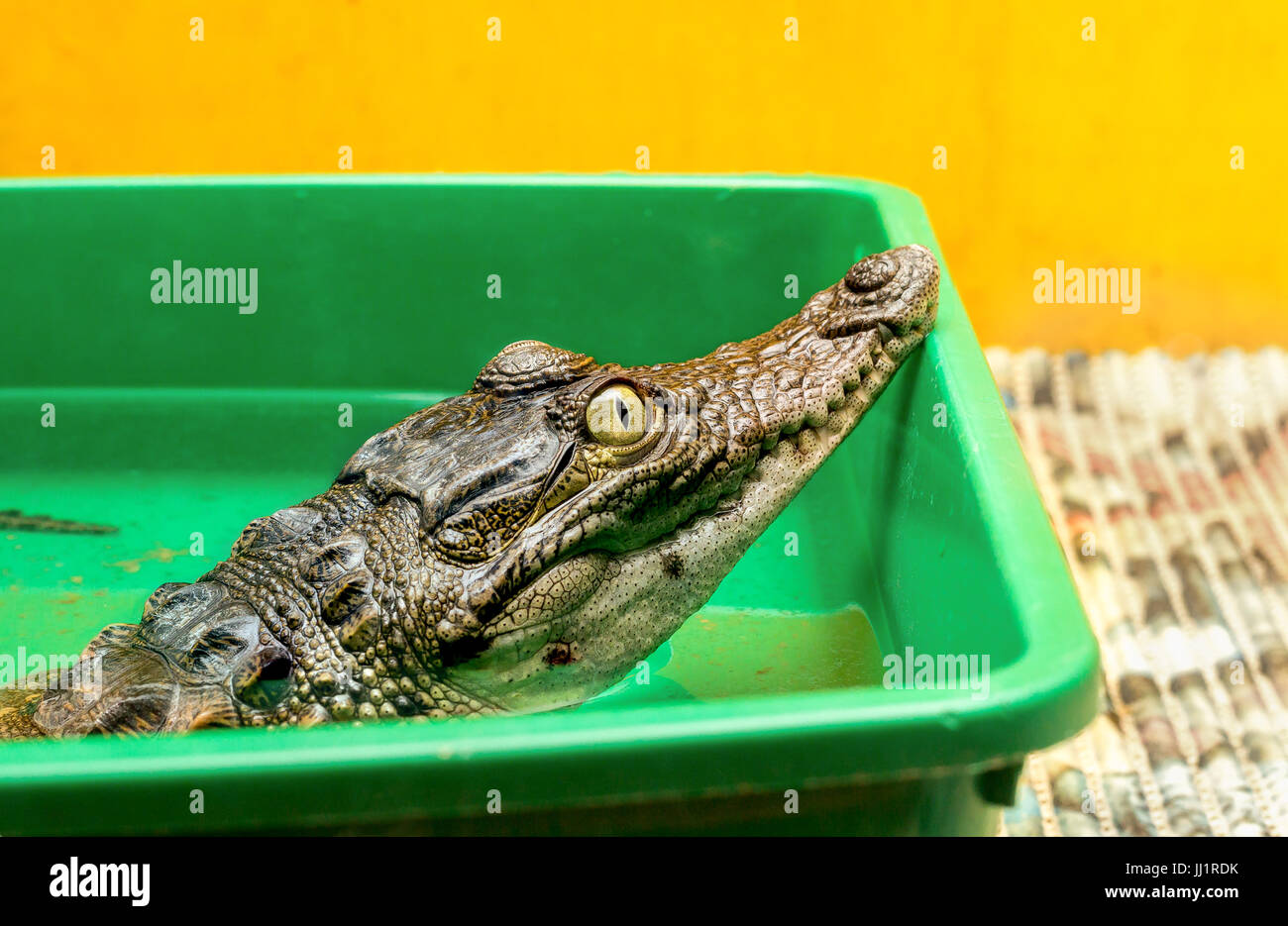 Crocodile in the terrarium Stock Photo
