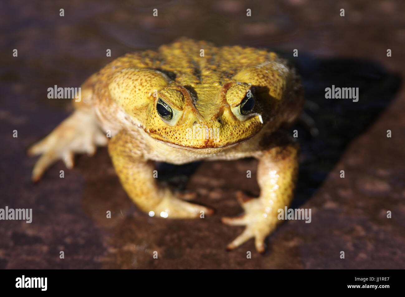Toad, Amphibious, São Paulo, Brazil Stock Photo