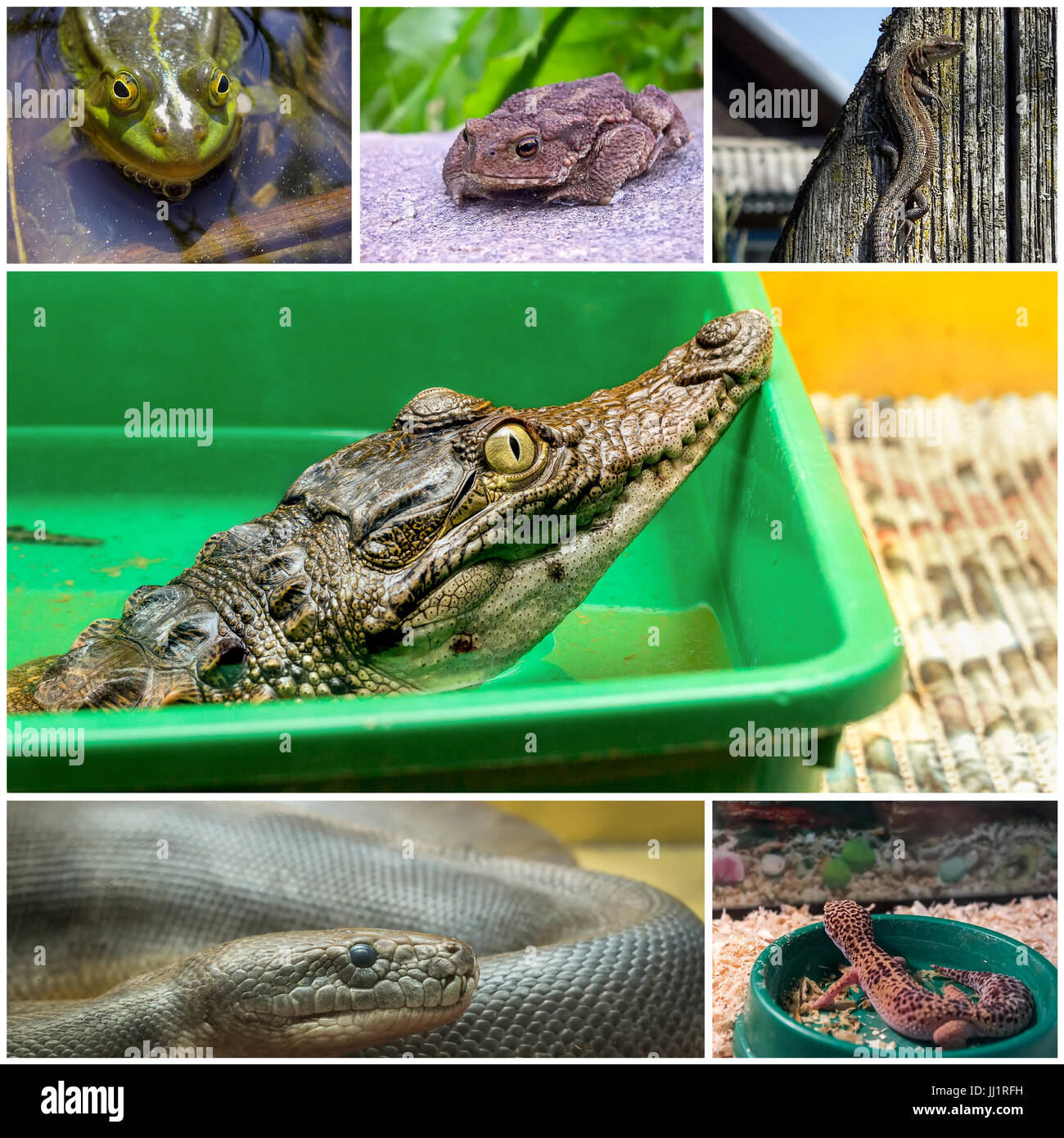 Collage with reptiles and amphibians Stock Photo