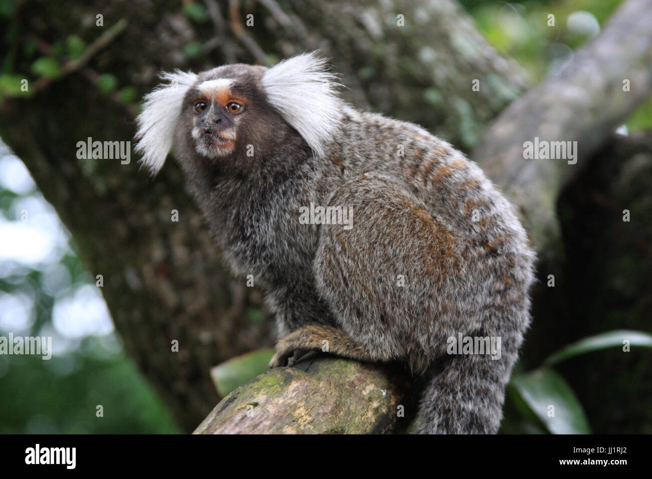 Monkey, Animal, São Conrado, Rio de Janeiro,Brazil Stock Photo