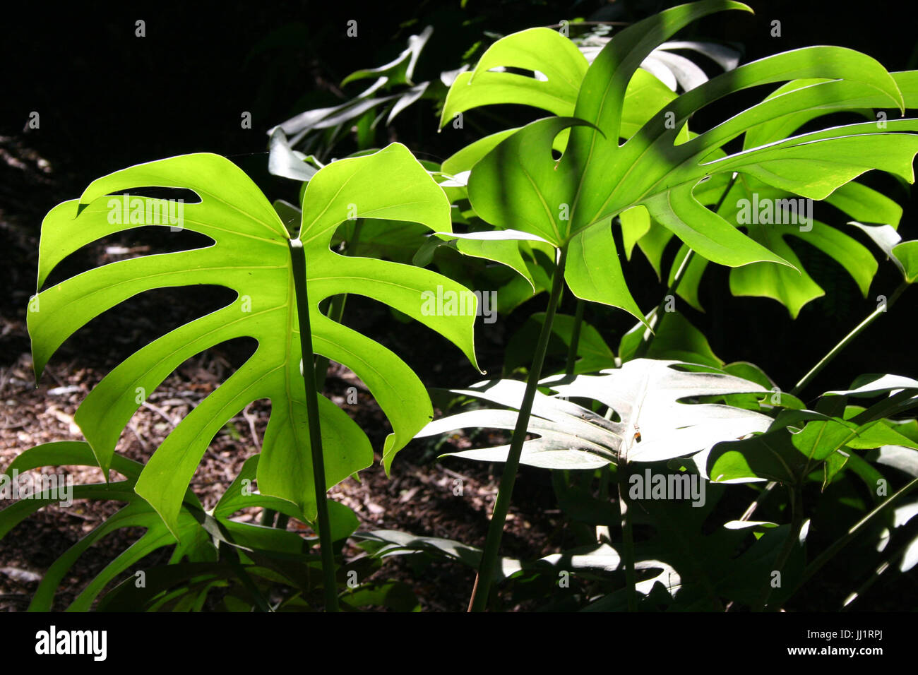 Plants, Leaves, São Paulo, Brazil Stock Photo Alamy