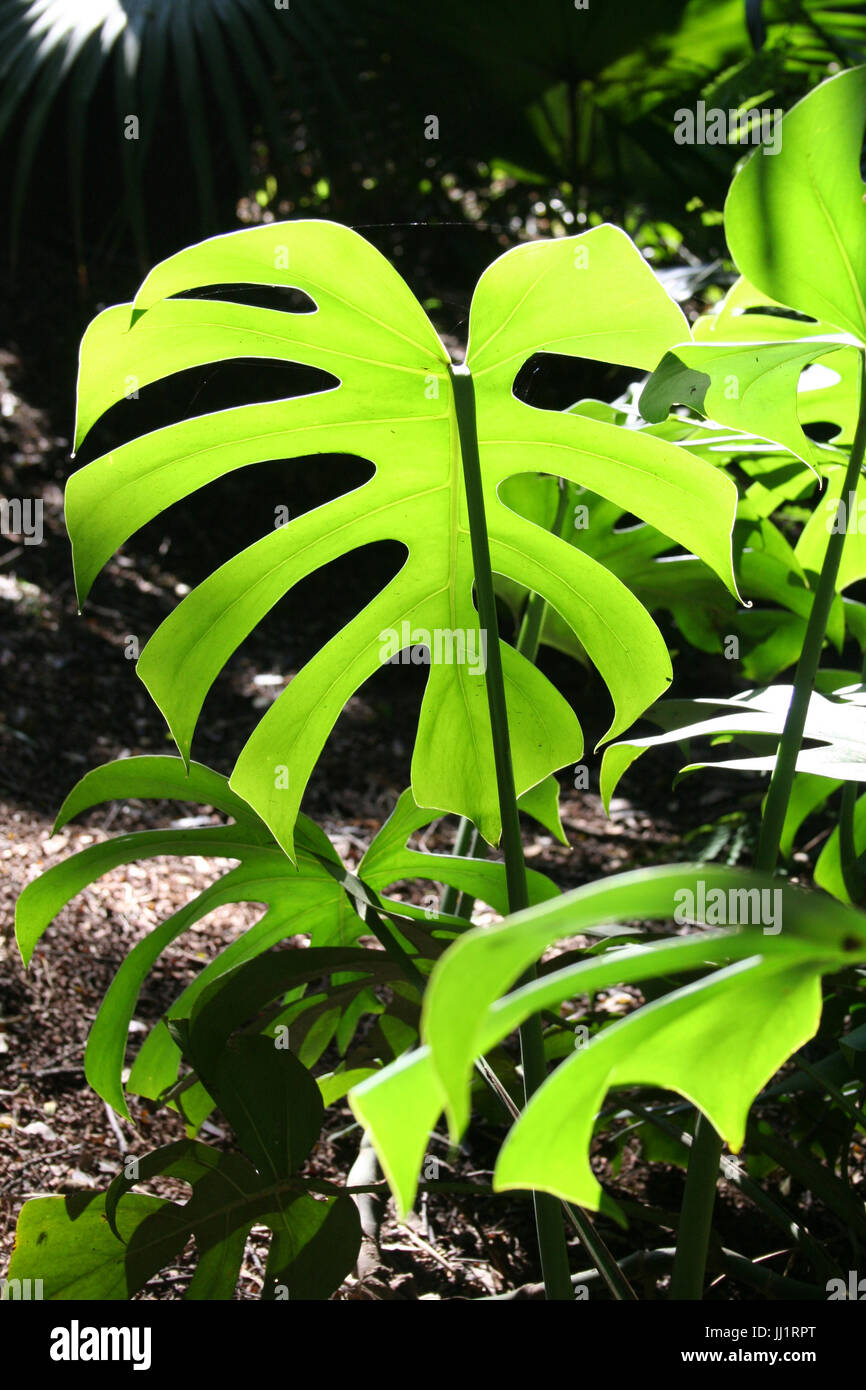 Plants, Leaves, São Paulo, Brazil Stock Photo Alamy
