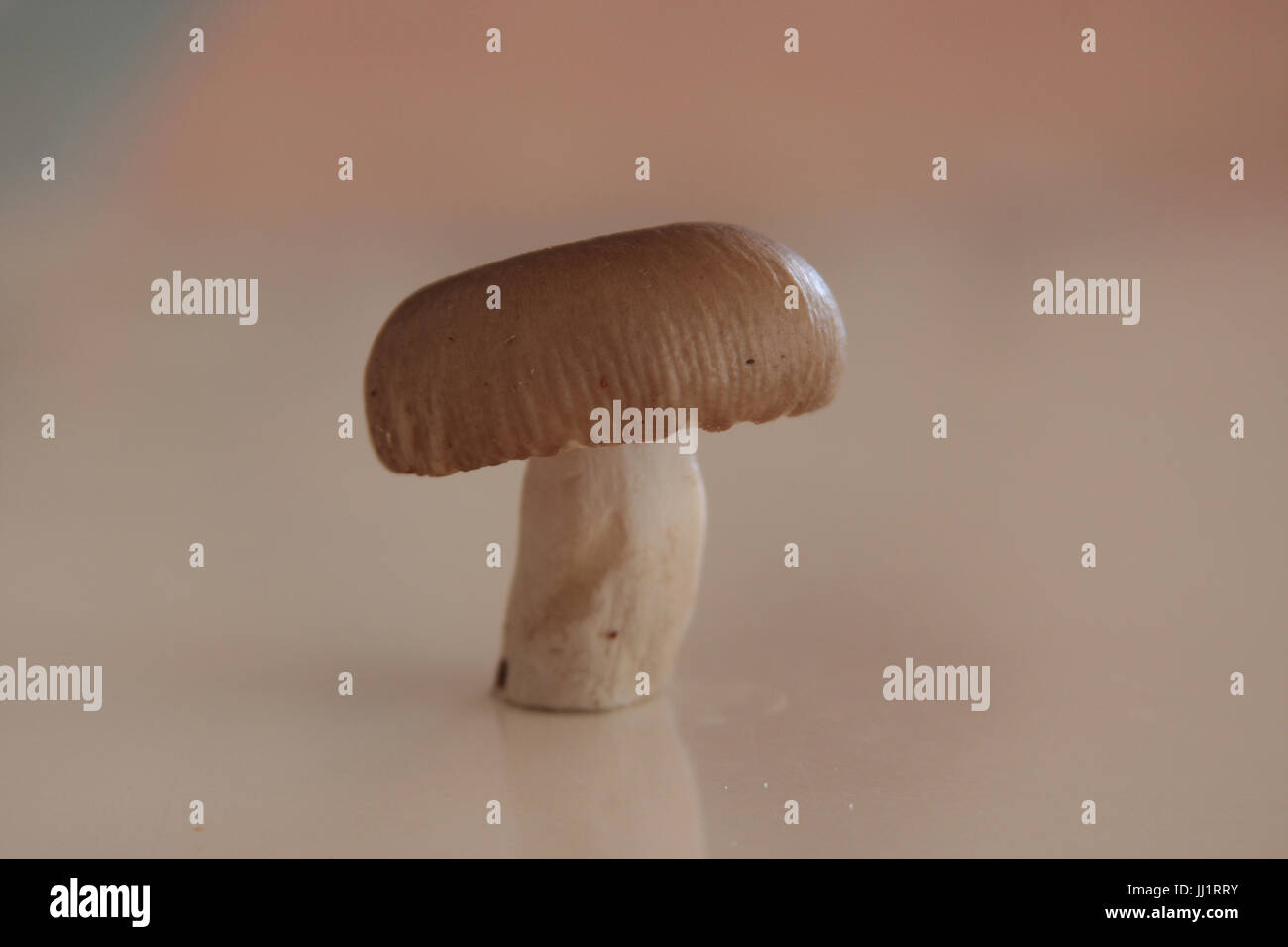 Mushroom, São Paulo, Brazil Stock Photo