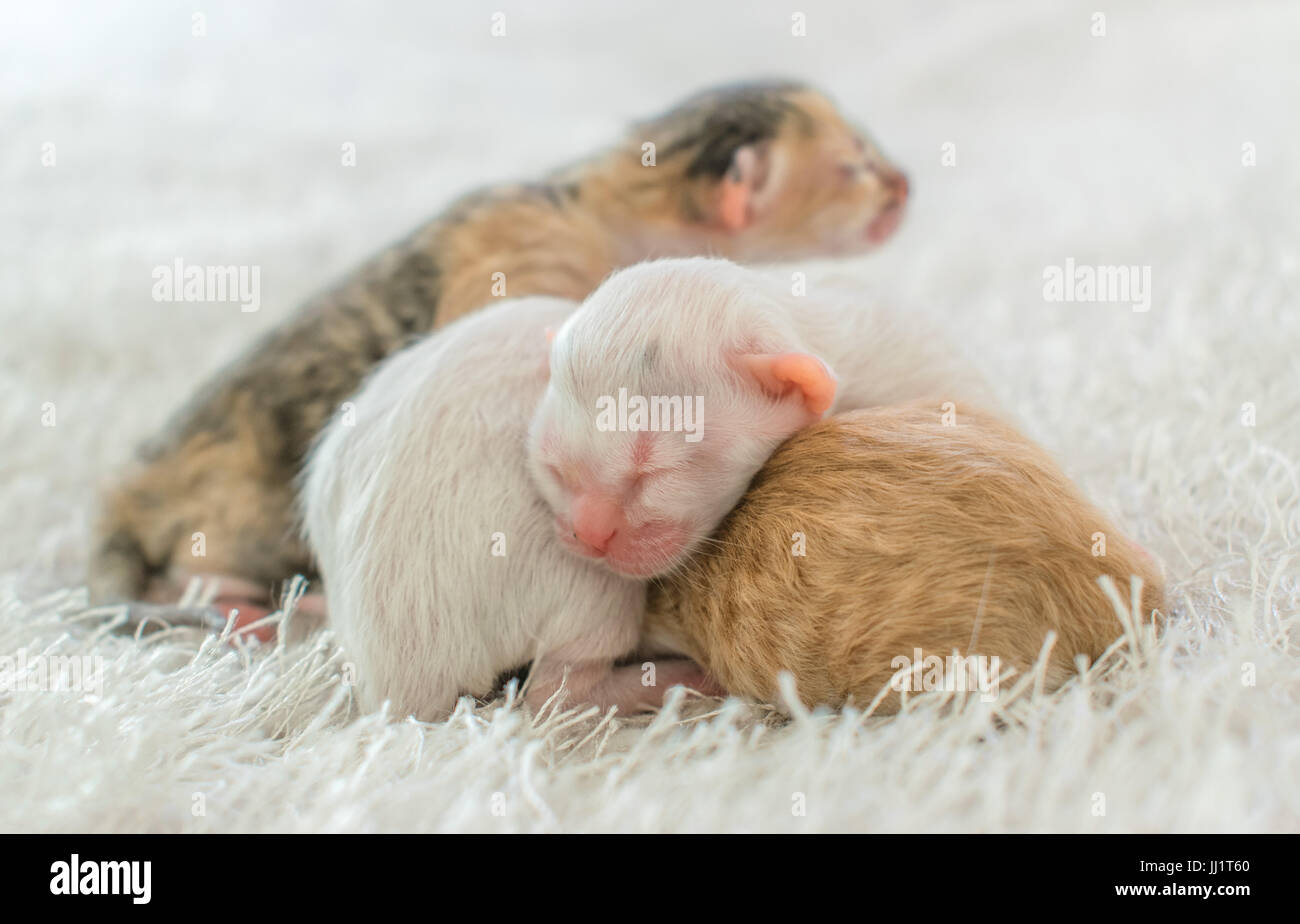 Four newborn cats on a white fur fabric blanket, white background, cats white and orange Stock Photo