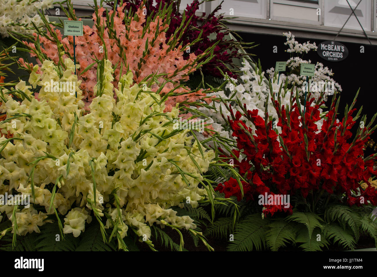 Chelsie flower show London England Stock Photo - Alamy